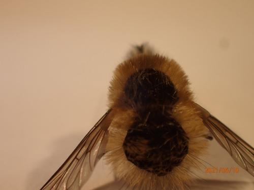 Bombylius sp.